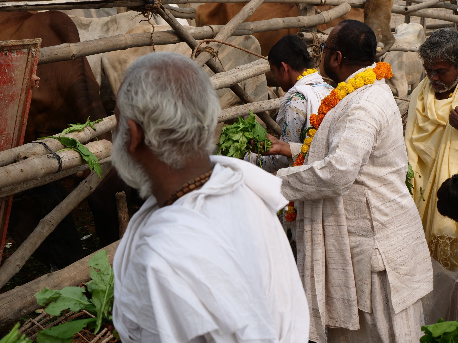  191 Gopashtami Radha kunda Govardhan 19.11.04
